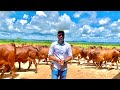 FABRÍCIO FOI VER OS TOURINHOS SINDI DO JOHN | FIQUEI DE CARA COM A GENÉTICA | BÃO E BARATO 🐂