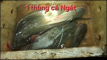 Cắm câu cá Ngát/Tiếp tục trúng mánh nhưng gặp trận mưa đêm quá lớn/NC 83#183