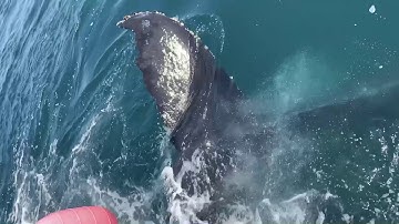 High Fived by Humpback Whale || ViralHog