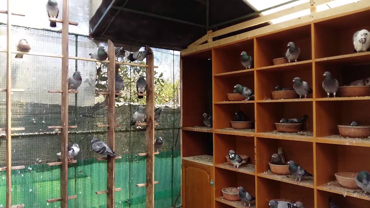 Unica colombaia di Catanzaro YouTube Unica colombaia di Catanzaro YouTube