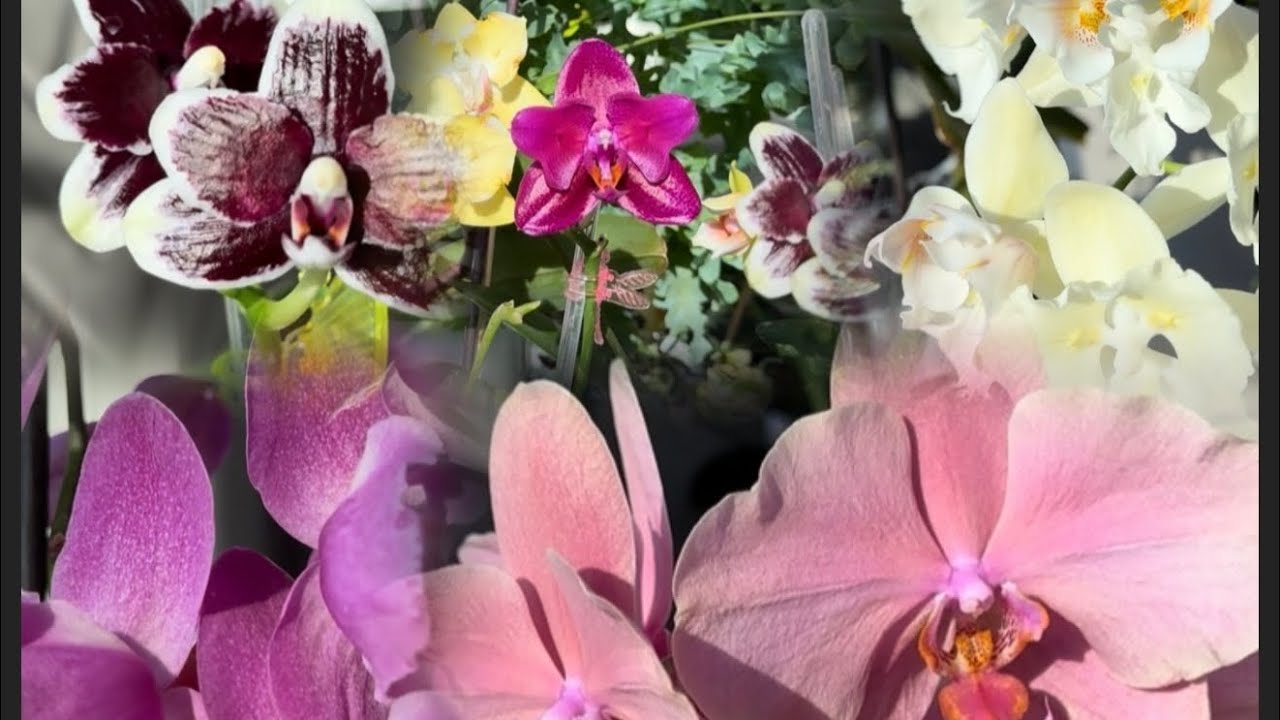 Phal.Афродита. Chaida Selina “Full of Star”,Mituo King 'Big Pink',Bright Peacock Black and White …