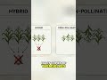 Open-Pollinated Seeds: The Future of Your Garden #shorts