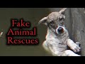 YouTube's Fake Animal Rescue Ring