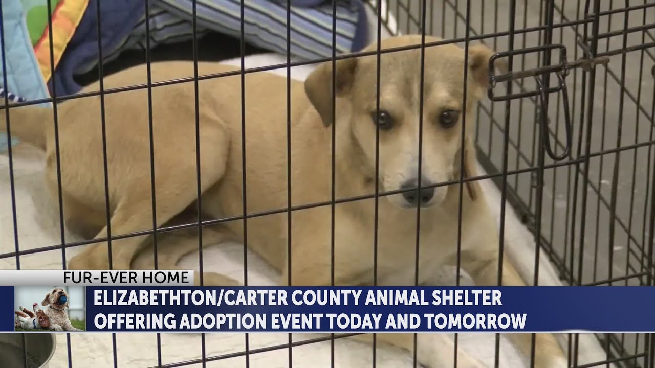 adoption events near me tomorrow