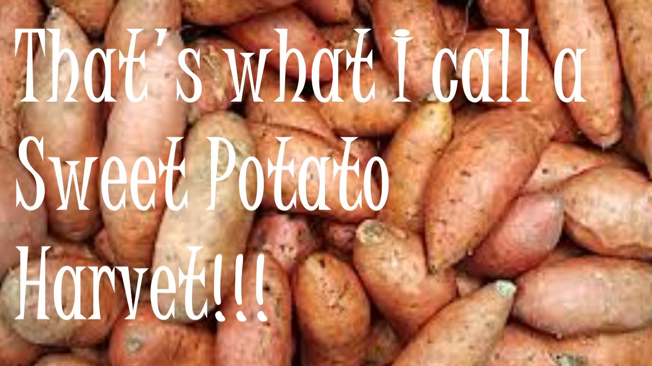 How to Grow Sweet Potatoes