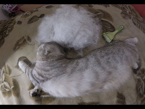 Video: Scottish Fold мышыктарын кантип багуу керек