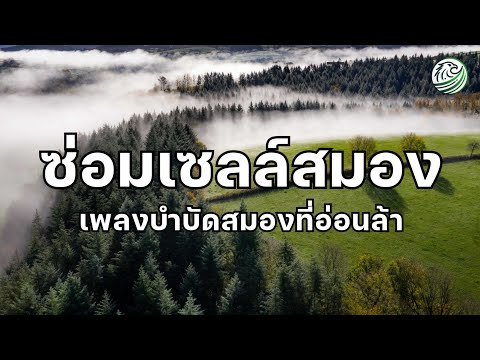 เพลงซ่อมเซลล์สมอง ดนตรีปรับคลื่นสมอง สำหรับสมองที่เหนื่อยจากการทำงานคิดหนักมาทั้งวันให้สมองโล่งขึ้น