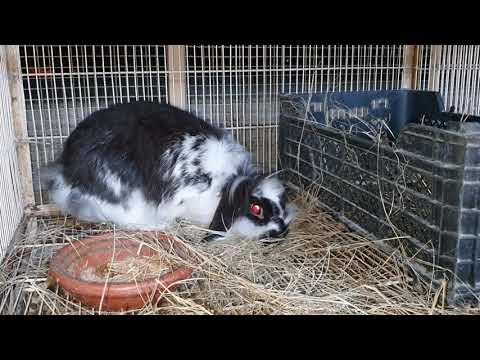 خرگوش کیسے بچوں کے لیے جگہ تیار کرتا ہے |Rabbit farming pakistan