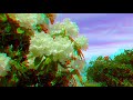 flowers in the spring in HD 3D Anaglyph by C P Jr