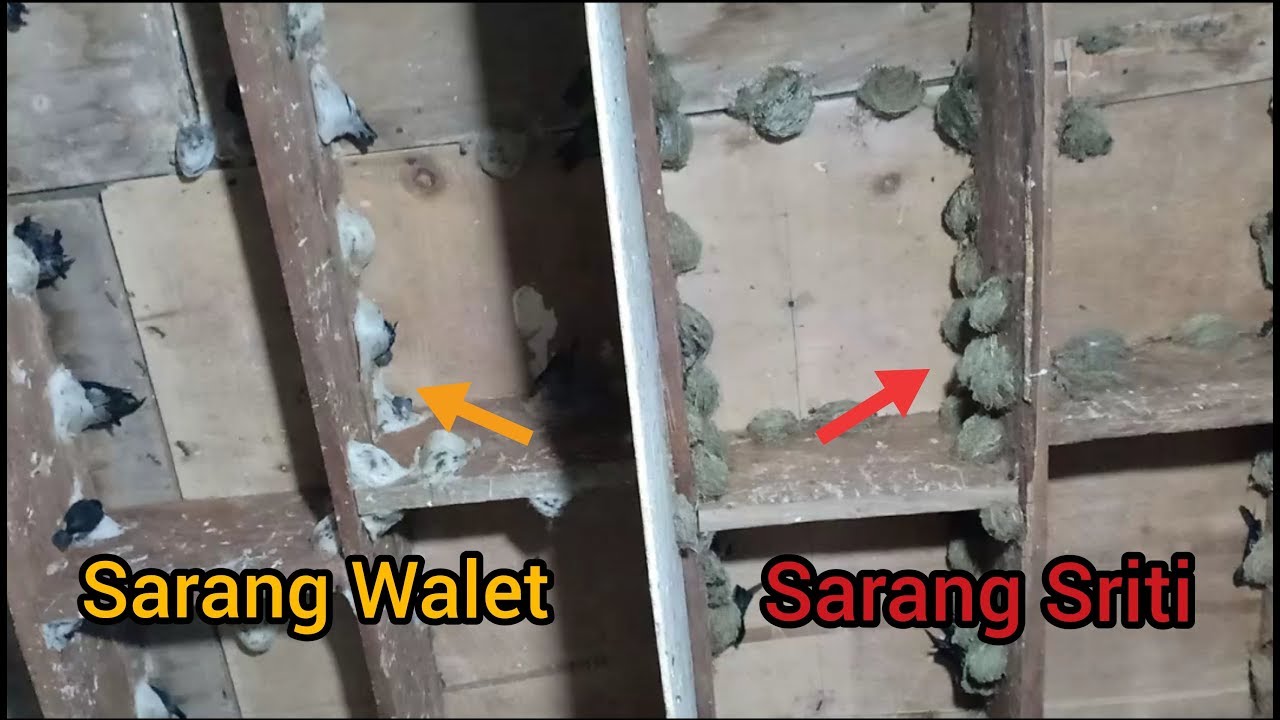 Perbedaan Sarang Burung Walet dan Burung Sriti Yang Sangat Indah 