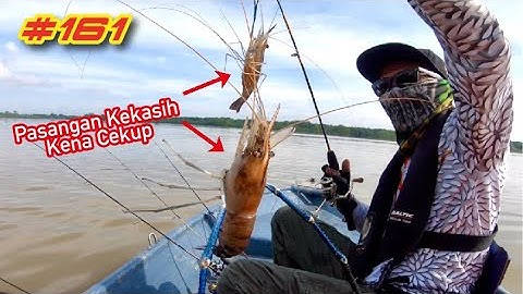 Jenggo Batak Rabit Teluk Intan Rancakkkk