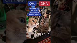 #коты#котики #смех#смешноевидео #юмор #мем #приколы #funnyshorts #funnyvideos #funnycats #funny