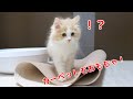 カーペットでたわむれる猫をご覧ください