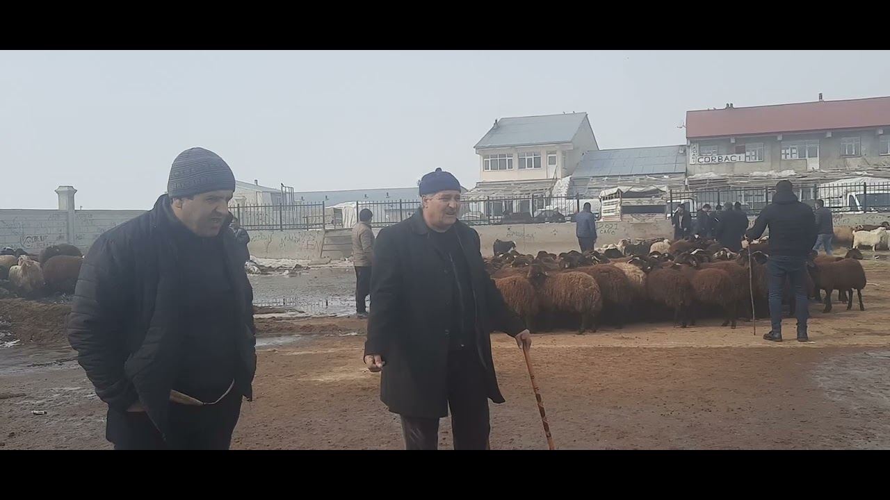 ağri hayvan borsasında koyun ve kuzu fiyatları