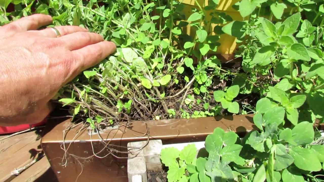 Before and After Oregano Transplants and Mature Plants The Rusted