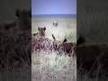Lion attacked a clan of hyenas #animallife #video #wildlife #catshorts #nature #cats #lion #king