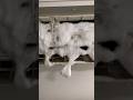 Deep cleaning #homecleaning #smarthome #gadgets #cleaning #shorts