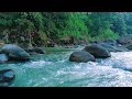 Relax Your Thoughts with River Sounds and Gentle Birdsong
