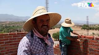 La guayaba de Calvillo se acaba como quien trabaje el campo. Migran por dólares ¿y los cultivos?