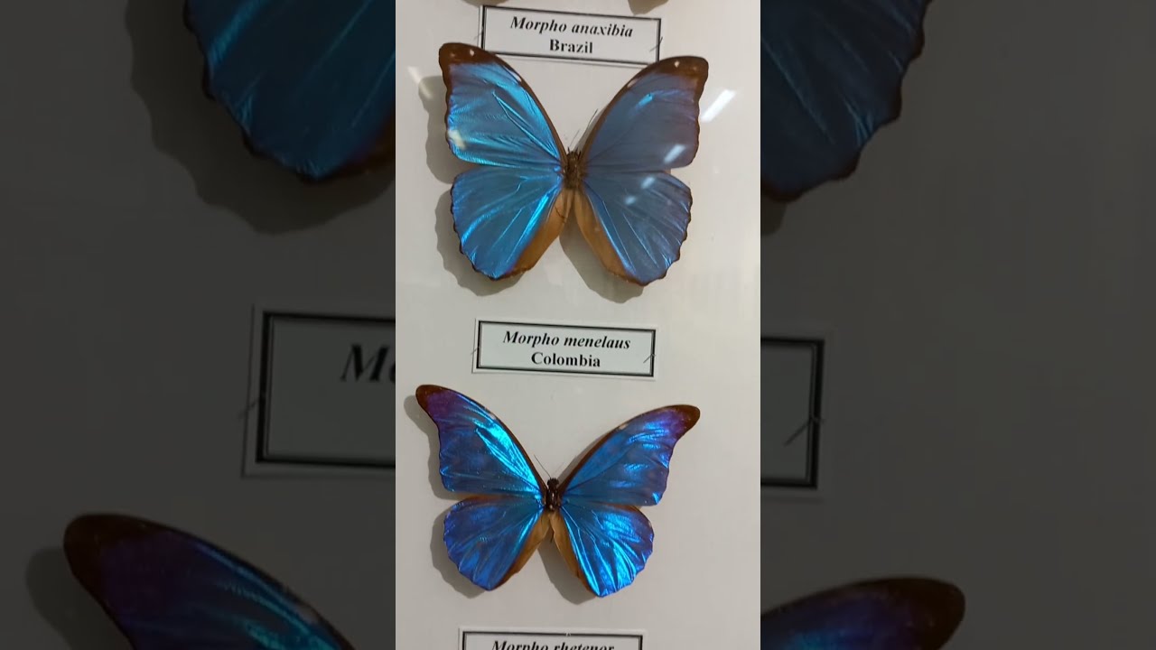 Tropical Butterflies Morpho, Morphinae, Are So Awesome, Attractive & Bright!