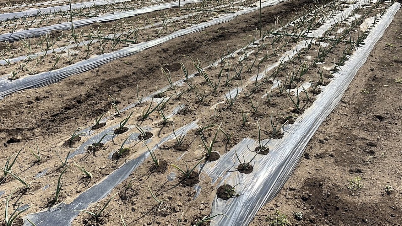 玉ねぎに追肥しても大きくならない失敗するパターン（正しい追肥をしてください。２回目、３回目の追肥時期〜小さい苗を回復させる裏ワザ）23/2/18