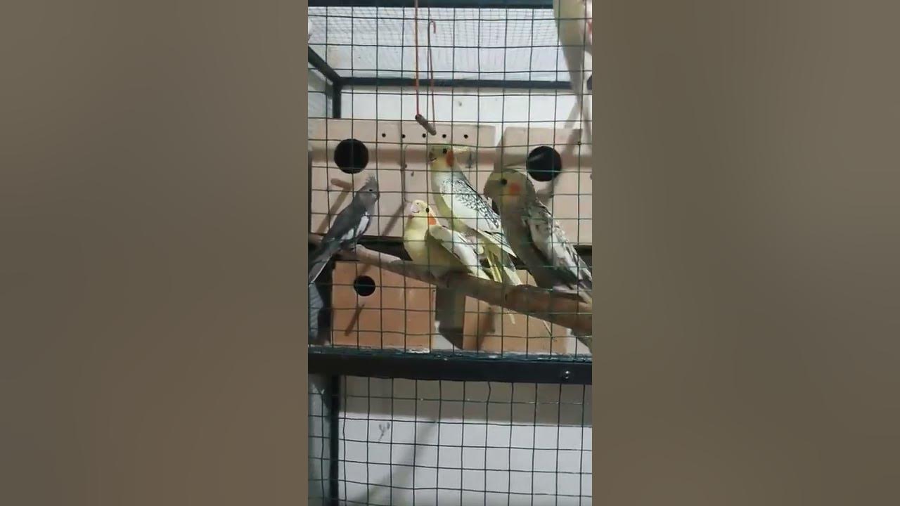 Cockatiel Aviary - YouTube