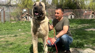Metrelik kusursuz devin devi #karabaş çoban köpeğimiz bizlere abone olarak destek verirseniz 🙏🙏