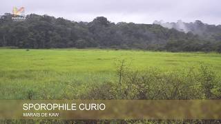 - Curio Picolet Piko - En Liberté Sur Le Marais De Kaw - Cantando Na Natureza