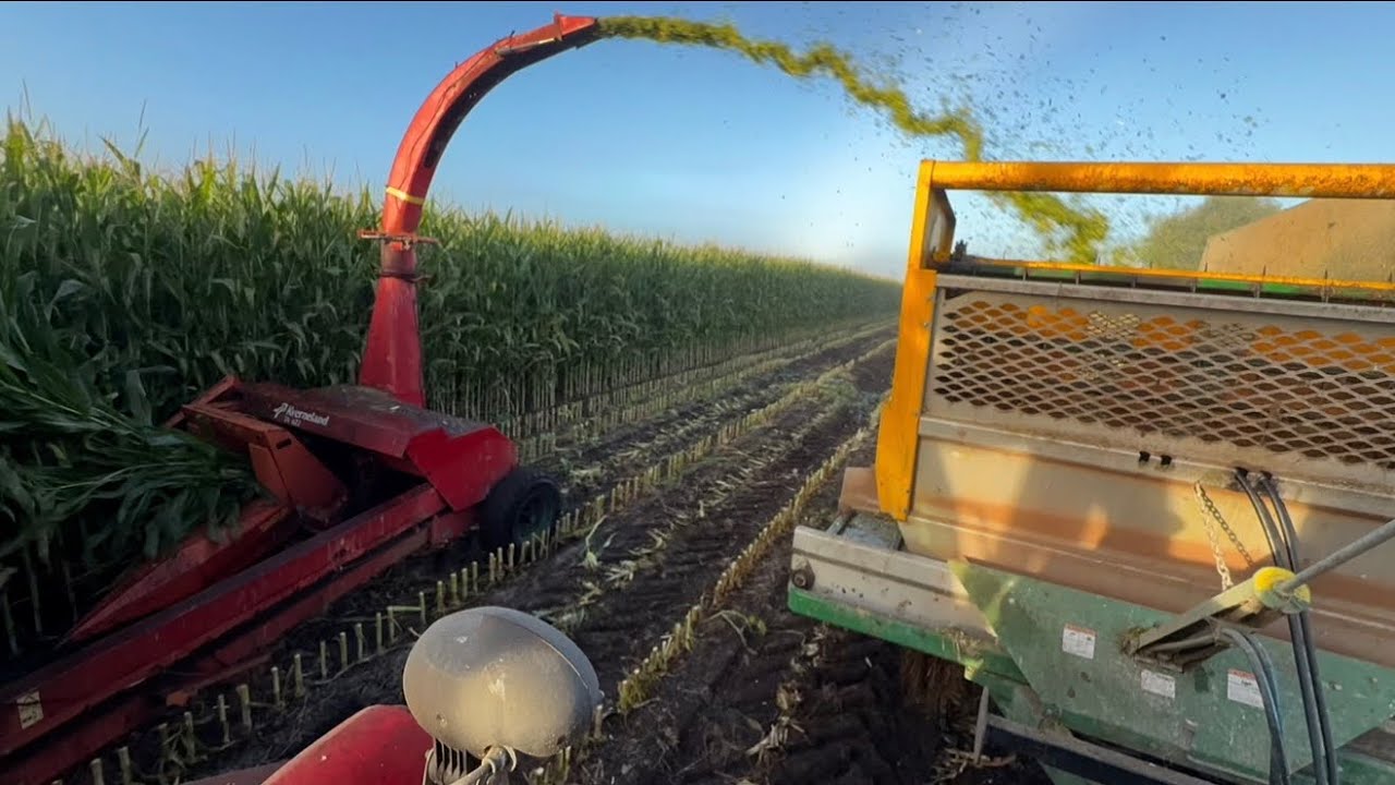 Кукуруза, семена травы, говядина