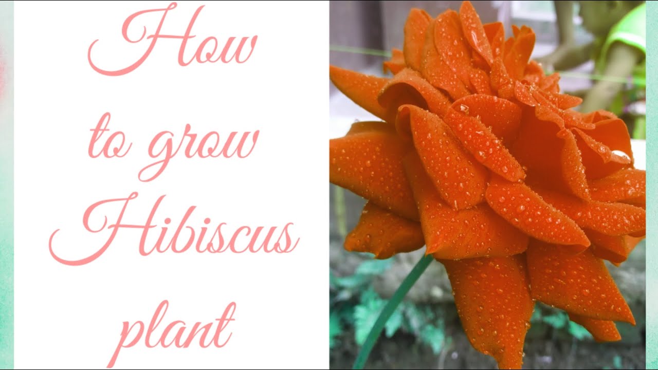 How to care rose plant in summer// গোলাপ গাছের কীভাবে খেয়াল রাখবেন