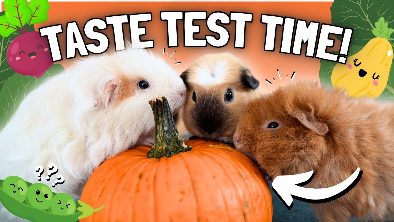 Guinea Pig Diet: Testing 10 Seasonal Vegetables! 🐹🍂 - YouTube