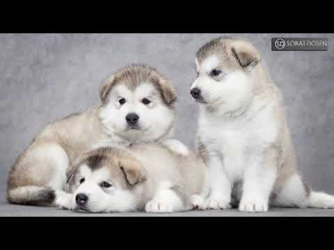 Perbedaan Anjing ALASKA MALAMUTE dan SIBERIAN HUSKY
