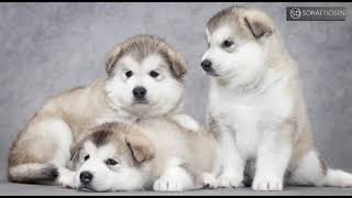 Perbedaan Anjing ALASKA MALAMUTE dan SIBERIAN HUSKY