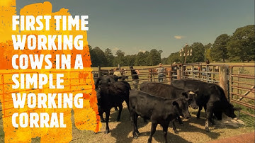 FIRST TIME WORKING COWS IN A SIMPLE WORKING CORRAL #grassfedbeef #knowwhereyourfoodcomesfrom