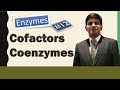 Cofactors and Coenzymes: Enzymology:  biochemistry