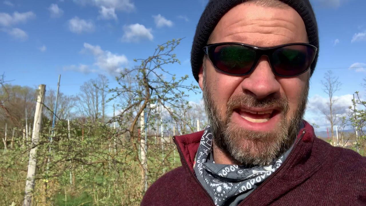 Expected cold temperatures at pink bud stage