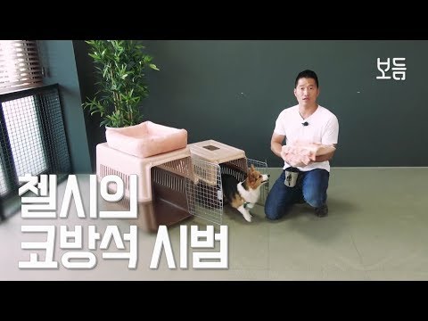 켄넬교육 팁(강형욱훈련사님과 첼시의 코방석 시범)｜보듬숍