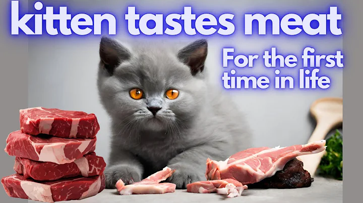 Video 3147781: cute kitten british, kitten eating funny, cute kitten first