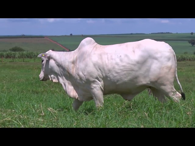 Lote 7   Leilão Virtual Liquidação Kanaxue Chateaubriand Matrizes Paridas e Novilhas