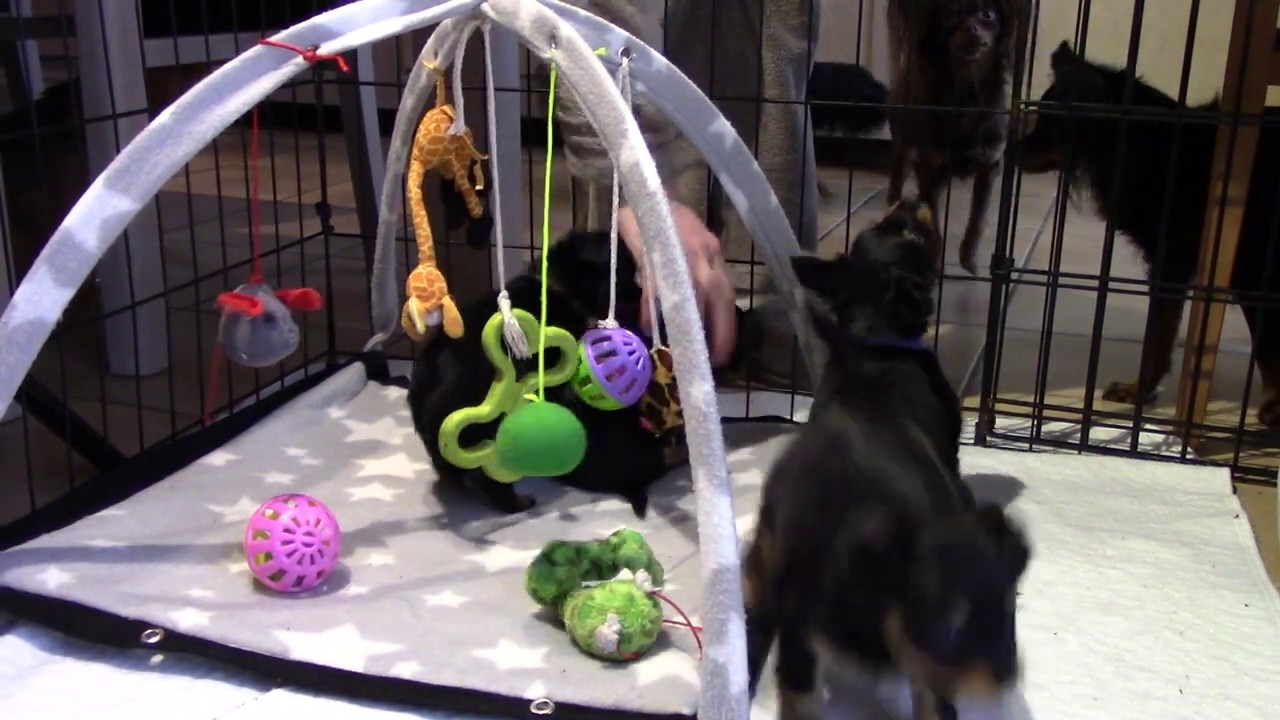 russkiy toy kennel russian fairy tale MVI 0396 YouTube