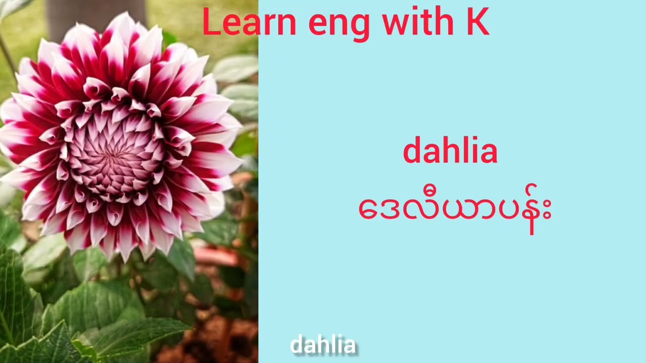 Learn about flowers #english #education #youtubeshorts #youtube #shorts #shortvideo