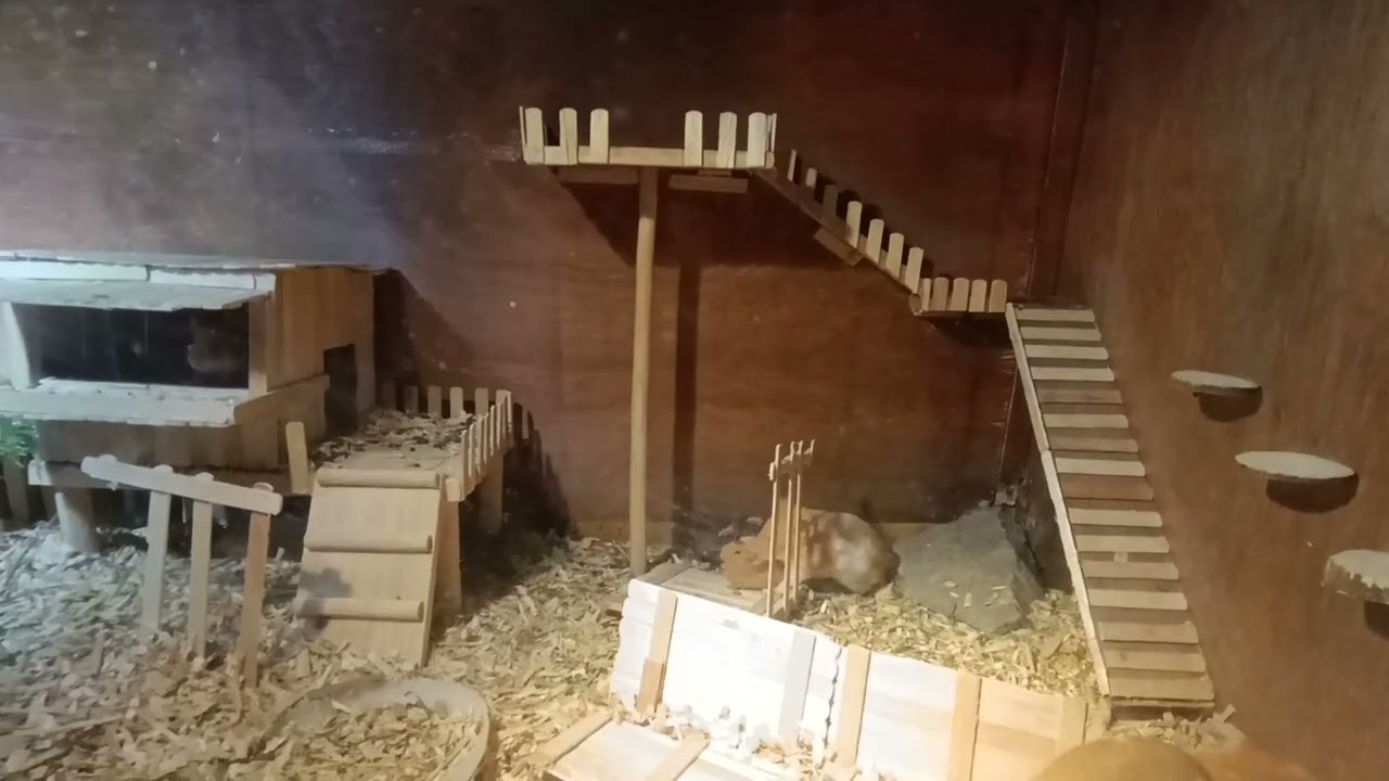 Tiny paws, big drama. Someone call Animal Planet