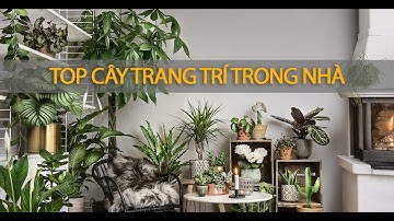 Các loài cây đẹp trang trí trong nhà tốt cho sức khỏe
