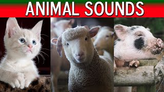 Animal Sounds for Children - 20 Amazing Animals