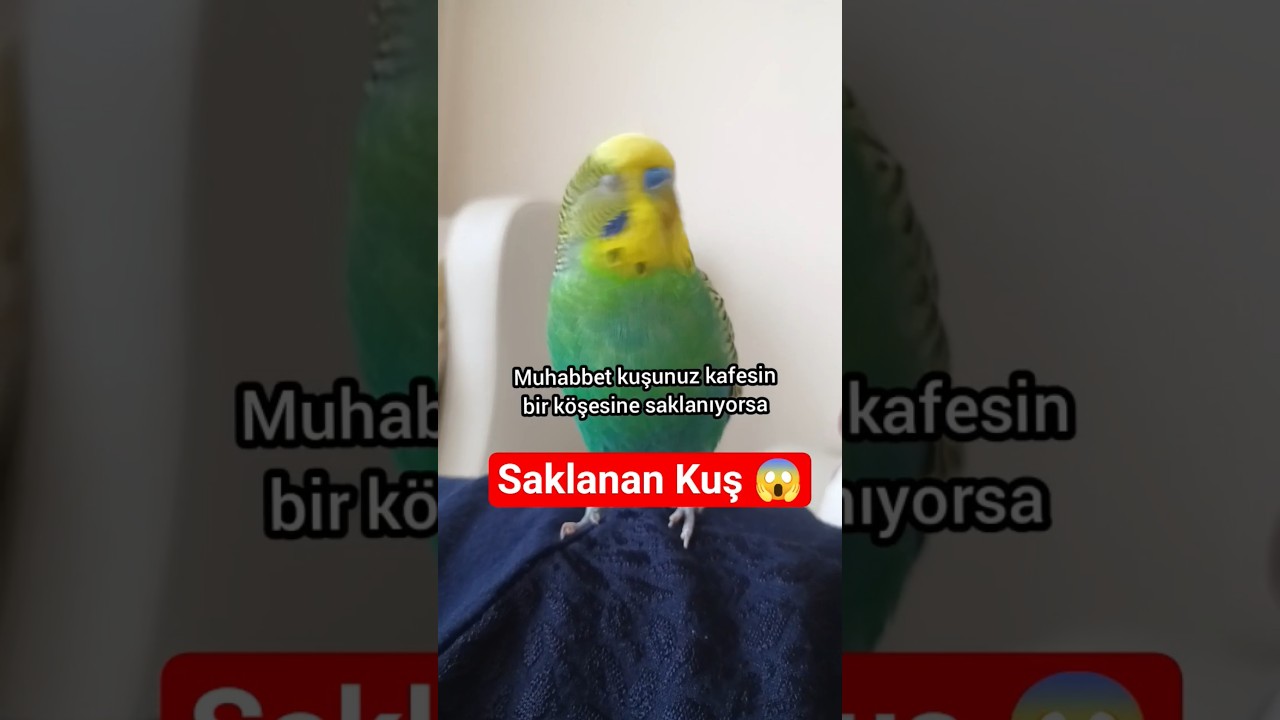 🎥 Muhabbet Kuşunuz Kafesin Köşesine Saklanıyorsa, Bu Davranışı Asla Göz Ardı Etmeyin! 🐦🚨 #birds