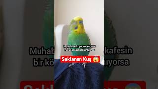 🎥 Muhabbet Kuşunuz Kafesin Köşesine Saklanıyorsa, Bu Davranışı Asla Göz Ardı Etmeyin 🐦🚨