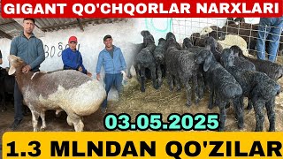 GIGANT QO'CHQORLAR SOVLIQ QO'YLAR NARXLARI SURXONDARYO MUZRABOT ZANG MOLBOZORI