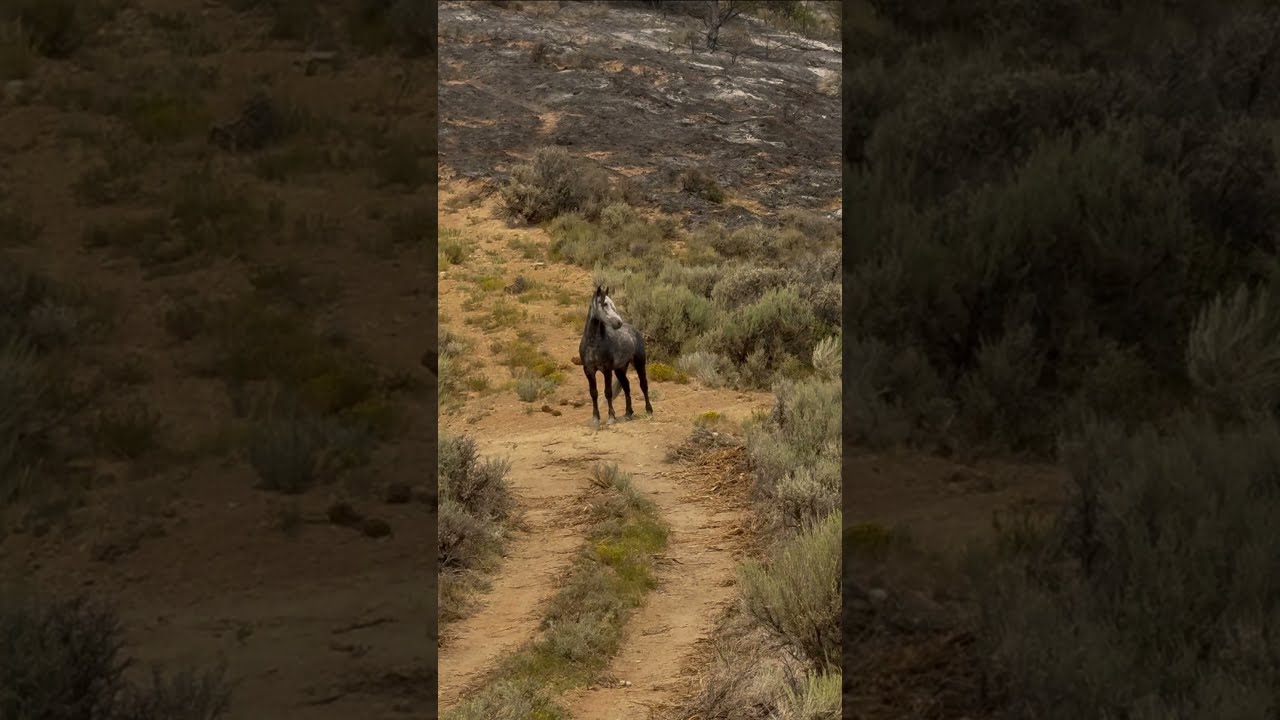 It S Been A Crazy Week And Things Aren T Calming Down Yet Leefire Wildfire Rioblancostrong