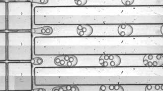 ARAbate, double emulsions formed at different flow rates