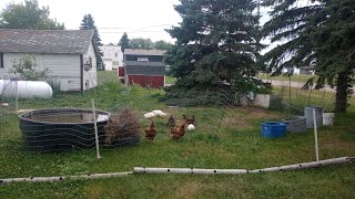 Bill Z's Hen House Hour's and Hours 
